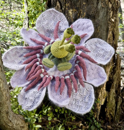anatomically correct passionflower